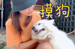小姐姐摸摸萨摩耶,小姐姐与萨摩耶的温馨互动瞬间